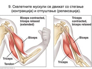 9. Скелетните мускули се движат со стегање
(контракција) и отпуштање (релаксација).
 