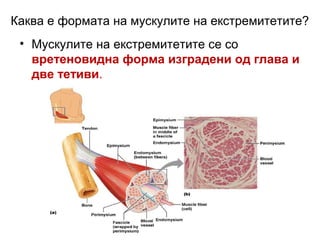 Каква е формата на мускулите на екстремитетите?
• Мускулите на екстремитетите се со
вретеновидна форма изградени од глава и
две тетиви.
 