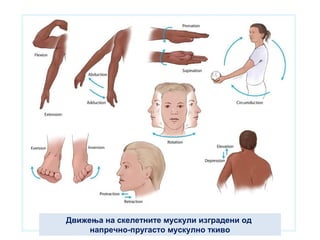 Движења на скелетните мускули изградени од
напречно-пругасто мускулно ткиво
 