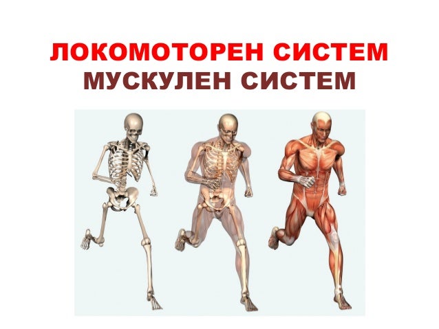 Локомоторен систем, Мускулен систем