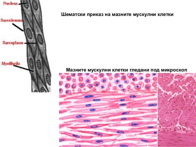 Локомоторен систем, Мускулен систем
