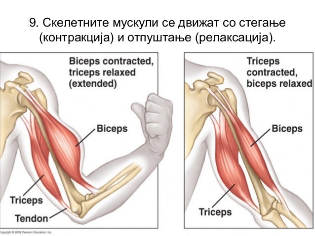 Локомоторен систем, Мускулен систем