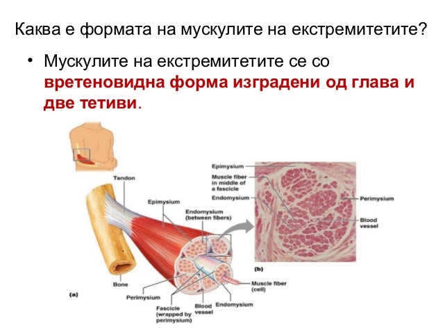 Локомоторен систем, Мускулен систем