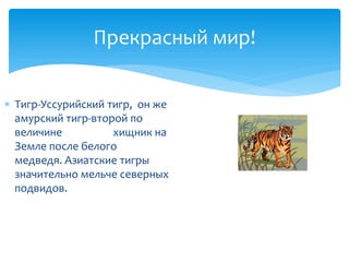 Прекрасный мир!
 Тигр-Уссурийский тигр, он же
амурский тигр-второй по
величине хищник на
Земле после белого
медведя. Азиатские тигры
значительно мельче северных
подвидов.
 