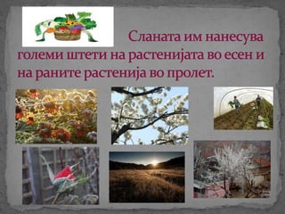 природни појави 1 | PPT