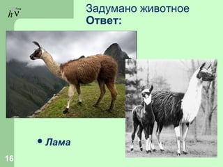 hν Задумано животное
Ответ:
Лама
16
 