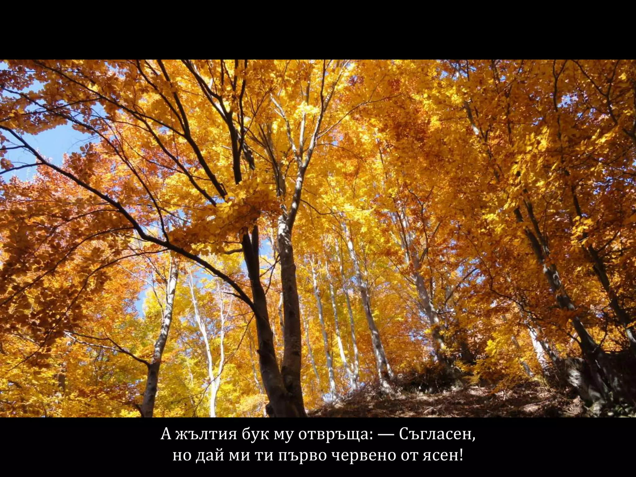 А жълтия бук му отвръща: — Съгласен,
но дай ми ти първо червено от ясен!
 