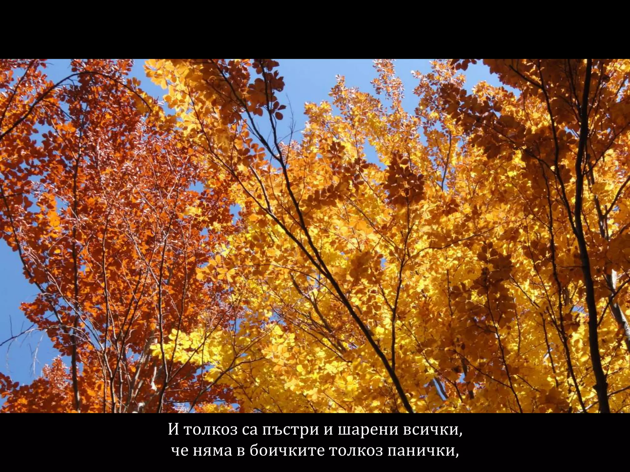 И толкоз са пъстри и шарени всички,
че няма в боичките толкоз панички,
 