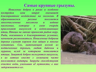 Самые крупные грызуны.
Появление бобров в реках и особенно
постройка ими запруд оказывает
благоприятное воздействие на экологию. В
образовавшемся разливе поселяется
многочисленные моллюски и водные
насекомые, которые в свою очередь
привлекают выхухолей и водоплавающих
птиц. Птицы на лапках приносят рыбью икру.
Рыба, оказавшись в благоприятных условиях,
начинает размножаться. Поваленные бобрами
деревья служат кормом для зайцев и многих
копытных. Сок, вытекающий весной из
подточенных деревьев, любят бабочки и
муравьи, вслед за которыми появляются
птицы. Защитой бобров пользуются выхухоли,
в их хатках вместе с хозяевами часто
поселяются ондатры. Запруды способствуют
очистке воды, уменьшая её мутность; в них
задерживается ил.
 