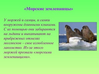 «Морские землепашцы»
У моржей и самцы, и самки
вооружены длинными клыками.
С их помощью они забираются
на льдины и выкапывают на
прибрежных отмелях
моллюсков – свое излюбленное
лакомство. Из-за этого
моржей прозвали «морскими
землепашцами».
 