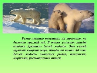 Белые ледяные просторы, ни травинки, ни
былинки круглый год. В таких условиях живёт
владыка Арктики- белый медведь. Это самый
крупный хищный зверь. Живёт он почти 40 лет.
Белый медведь питается рыбой, тюленями,
моржами, растительной пищей.
 