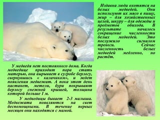 У медведя нет постоянного дома. Когда
медведице приходит пора стать
матерью, она вырывает в сугробе берлогу,
свернувшись « калачиком», и ждет
появления медвежат. А пока этот день
настанет, метели, бури покрывают
берлогу снежной крышей, толщина
которой больше 1 м.
У медведицы бывает 2-3 малыша.
Медвежата появляются на свет
беспомощными. В течение первых
месяцев они находятся с мамой.
Издавна люди охотятся на
белых медведей. Они
используют их мясо в пищу,
жир – для хозяйственных
целей, шкуру – для одежды и
предметов обихода. В
результате началось
сокращение численности
белых медведей. Это
послужило сигналом
тревоги. Сейчас
численность белых
медведей медленно, но
растёт.
 