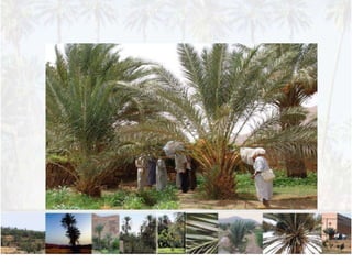 المجالات الواحية