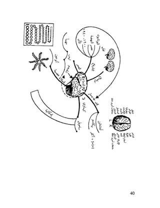 العقل واستخدام طاقته القصوي