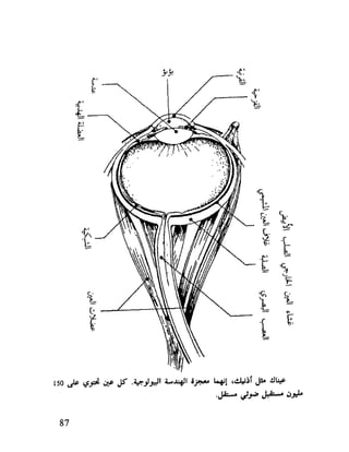 العقل واستخدام طاقته القصوي