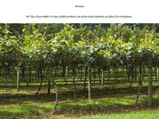 Αίνιγμα
Απ’ ζξω είμαι καφετί κι ζχω πολλά γενάκια ,μα μζςα είμαι πράςινο με χίλια δυο ςποράκια .
 