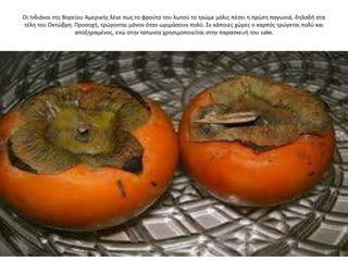 Οι Ινδιάνοι τθσ Βορείου Αμερικισ λζνε πωσ το φροφτο του λωτοφ το τρϊμε μόλισ πζςει θ πρϊτθ παγωνιά, δθλαδι ςτα
τζλθ του Οκτϊβρθ. Προςοχι, τρϊγονται μόνον όταν ωριμάςουν πολφ. ΢ε κάποιεσ χϊρεσ ο καρπόσ τρϊγεται πολφ και
αποξθραμζνοσ, ενϊ ςτθν Ιαπωνία χρθςιμοποιείται ςτθν παραςκευι του sake.
 