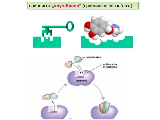 дигестивен систем \ Digestiven sistem