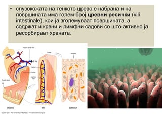 • слузокожата на тенкото црево е набрана и на
површината има голем број цревни ресички (vili
intestinale), кои ја зголемуваат површината, а
содржат и крвни и лимфни садови со што активно ја
ресорбираат храната.
 