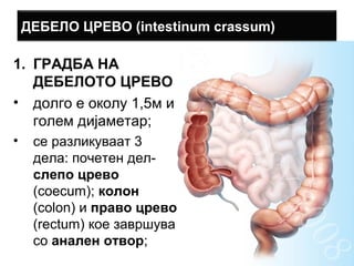 ДЕБЕЛО ЦРЕВО (intestinum crassum)
1. ГРАДБА НА
ДЕБЕЛОТО ЦРЕВО
• долго е околу 1,5м и
голем дијаметар;
• се разликуваат 3
дела: почетен дел-
слепо црево
(coecum); колон
(colon) и право црево
(rectum) кое завршува
со анален отвор;
 