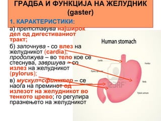 ГРАДБА И ФУНКЦИЈА НА ЖЕЛУДНИК
(gaster)
1. КАРАКТЕРИСТИКИ:
а) претставува најширок
дел од дигестиваниот
тракт;
б) започнува - со влез на
желудникот (cardia),
продолжува – во тело кое се
стеснува, завршува – со
излез на желудникот
(pylorus);
в) мускул=сфинктер – се
наоѓа на преминот од
излезот на желудникот во
тенкото црево; го регулира
празнењето на желудникот
 