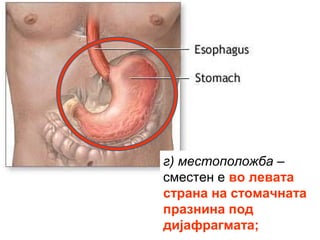 г) местоположба –
сместен е во левата
страна на стомачната
празнина под
дијафрагмата;
 