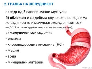 2. ГРАДБА НА ЖЕЛУДНИКОТ
а) ѕид: од 3 слоеви мазни мускули;
б) обложен е со дебела слузокожа во која има
жлезди кои го излачуваат желудечниот сок
(од 1-1,5 литри желудечен сок се излачува за еден ден);
в) желудечен сок содржи:
- ензими
- хлороводородна киселина (HCl)
- муцин
- вода
- минерални материи
 