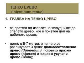 1. ГРАДБА НА ТЕНКО ЦРЕВО
• се протега од излезот на желудникот до
слепото црево, кое е почетен дел на
дебелото црево;
• долго е 5-7 метри, и на него се
разликуваат 3 дела: дванаесетпалечно
црево (duodenum), пократко празно
црево (jejunum) и подолго усукано
црево (ileum);
ТЕНКО ЦРЕВО
(intestinum tenue)
 