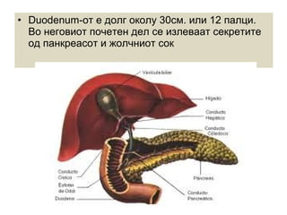 • Duodenum-от е долг околу 30см. или 12 палци.
Во неговиот почетен дел се излеваат секретите
од панкреасот и жолчниот сок
 