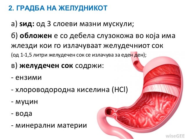 градба и функција на желудник, тенко и дебело црево