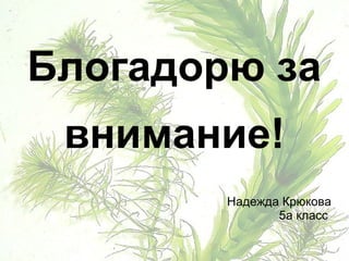 Блогадорю за
внимание!
Надежда Крюкова
5а класс
 