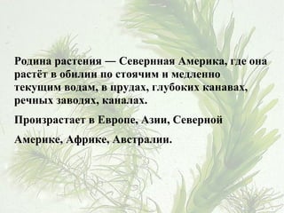 Родина растения ― Севернная Америка, где она
растёт в обилии по стоячим и медленно
текущим водам, в прудах, глубоких канавах,
речных заводях, каналах.
Произрастает в Европе, Азии, Северной
Америке, Африке, Австралии.
 