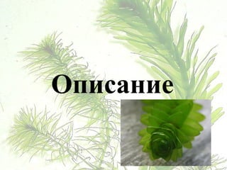 Описание
 