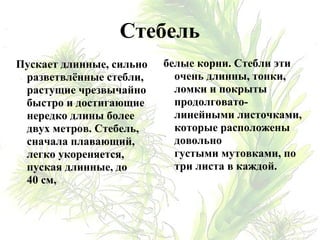 Стебель
Пускает длинные, сильно
разветвлённые стебли,
растущие чрезвычайно
быстро и достигающие
нередко длины более
двух метров. Стебель,
сначала плавающий,
легко укореняется,
пуская длинные, до
40 см,
белые корни. Стебли эти
очень длинны, тонки,
ломки и покрыты
продолговато-
линейными листочками,
которые расположены
довольно
густыми мутовками, по
три листа в каждой.
 
