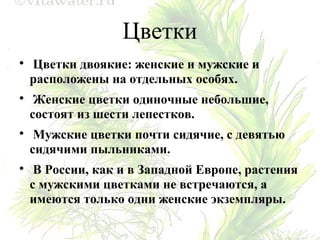 Цветки

Цветки двоякие: женские и мужские и
расположены на отдельных особях.

Женские цветки одиночные небольшие,
состоят из шести лепестков.

Мужские цветки почти сидячие, с девятью
сидячими пыльниками.

В России, как и в Западной Европе, растения
с мужскими цветками не встречаются, а
имеются только одни женские экземпляры.
 