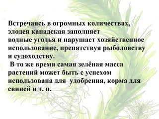 Встречаясь в огромных количествах,
элодея канадская заполняет
водные угодья и нарушает хозяйственное
использование, препятствуя рыболовству
и судоходству.
В то же время самая зелёная масса
растений может быть с успехом
использована для удобрения, корма для
свиней и т. п.
 