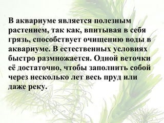 В аквариуме является полезным
растением, так как, впитывая в себя
грязь, способствует очищению воды в
аквариуме. В естественных условиях
быстро размножается. Одной веточки
её достаточно, чтобы заполнить собой
через несколько лет весь пруд или
даже реку.
 