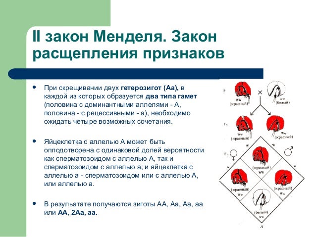 Первый закон менделя закон единообразия гибридов первого поколения. Скрещивание гетерозигот закон менделя. Схема скрещивания второго закона менделя. 3 закон менделя расщепление по генотипу. Закон единообразия гибридов первого поколения (1 закон менделя).