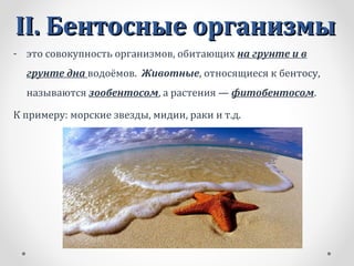II.II. Бентосные организмыБентосные организмы
- это совокупность организмов, обитающих на грунте и в
грунте дна водоёмов. Животные, относящиеся к бентосу,
называются зообентосом, а растения — фитобентосом.
К примеру: морские звезды, мидии, раки и т.д.
 