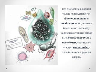 Все скопление в водной
толще «блуждающего»
фитопланктона и
зообпланктона, помимо
более заметных глазу
человека активных видов
рыб, беспозвоночных и
насекомых, составляет
каждую каплю воды в
океане, в морях, реках и
озерах.
 
