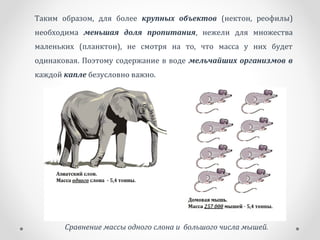 Таким образом, для более крупных объектов (нектон, реофилы)
необходима меньшая доля пропитания, нежели для множества
маленьких (планктон), не смотря на то, что масса у них будет
одинаковая. Поэтому содержание в воде мельчайших организмов в
каждой капле безусловно важно.
Сравнение массы одного слона и большого числа мышей.
 