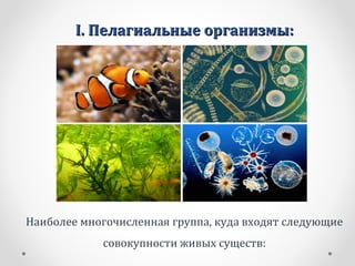 I.I. Пелагиальные организмы:Пелагиальные организмы:
Наиболее многочисленная группа, куда входят следующие
совокупности живых существ:
 