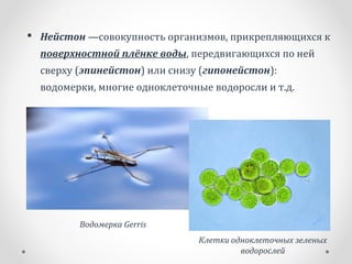  Нейстон —совокупность организмов, прикрепляющихся к
поверхностной плёнке воды, передвигающихся по ней
сверху (эпинейстон) или снизу (гипонейстон):
водомерки, многие одноклеточные водоросли и т.д.
Водомерка Gerris
Клетки одноклеточных зеленых
водорослей
 