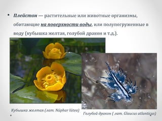  Плейстон — растительные или животные организмы,
обитающие на поверхности воды, или полупогруженные в
воду (кубышка желтая, голубой дракон и т.д.).
Кубышка желтая (лат. Núphar lútea)
Голубой дракон ( лат. Glaucus atlanticus)
 