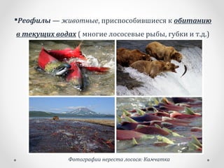 Реофилы — животные, приспособившиеся к обитанию
в текущих водах ( многие лососевые рыбы, губки и т.д.)
Фотографии нереста лосося: Камчатка
 