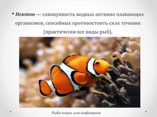  Нектон — совокупность водных активно плавающих
организмов, способных противостоять силе течения
(практически все виды рыб).
Рыба-клоун, или амфиприон
 