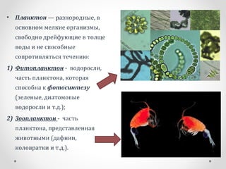 • Планктон — разнородные, в
основном мелкие организмы,
свободно дрейфующие в толще
воды и не способные
сопротивляться течению:
1) Фитопланктон - водоросли,
часть планктона, которая
способна к фотосинтезу
(зеленые, диатомовые
водоросли и т.д.);
2) Зоопланктон - часть
планктона, представленная
животными (дафнии,
коловратки и т.д.).
 