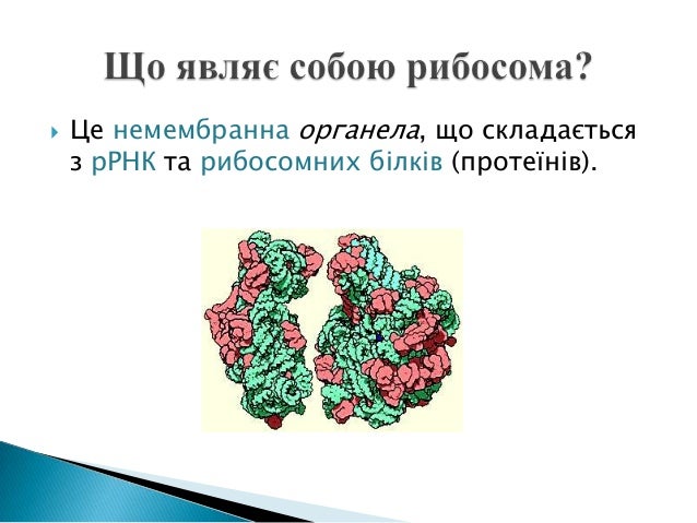 Рибосома