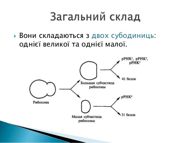 Рибосома