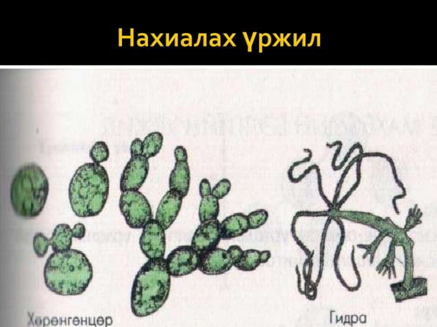 амьд биеийн үржлийн хэлбэр